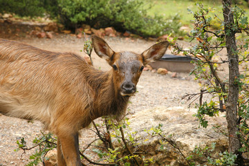 Naklejka na ściany i meble Wapiti Elk przeciwko w Grand Canyon - Arizona USA 4
