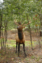 Wapiti Elk (Cervus elaphus) against in the Grand Canyon - Arizon