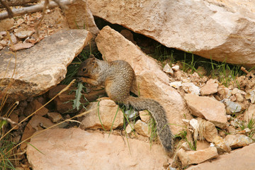 red squirrel eating