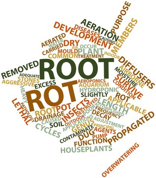 Word cloud for Root rot