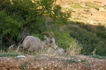 Big Horn Sheep ( famale ) 2