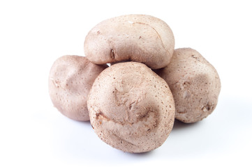 group of porcini mushrooms on white background