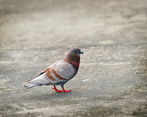grey pigeon