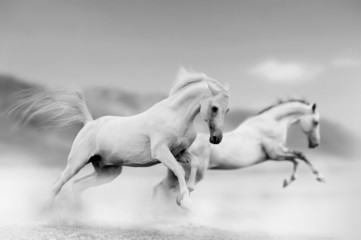 Fototapeta na wymiar konie na pustyni