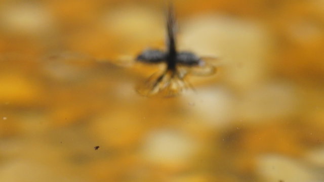 Black Ant