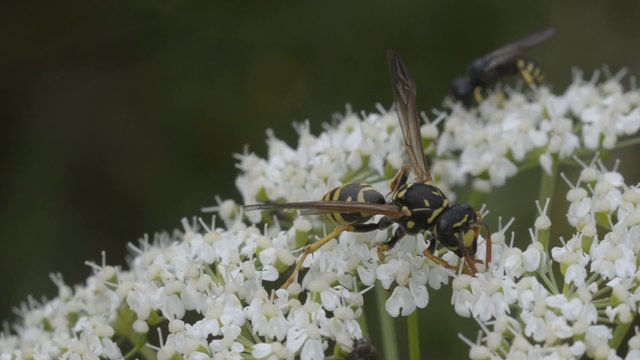 Wespe sammelt Pollen
