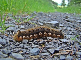 Trinkerin, Raupe der Grasglucke