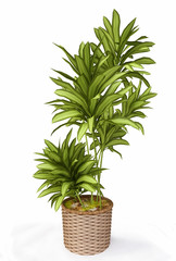 3D House Plant