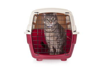 cat closed inside pet carrier isolated on white background.