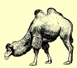 Camel on yellow background