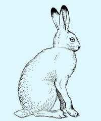Hare on blue background