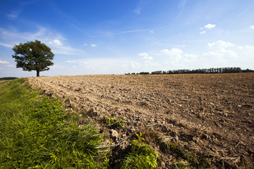 Obraz premium tree in the field
