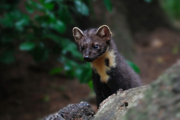 Baummarder