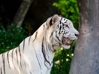 White Tiger