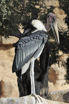 African marabou