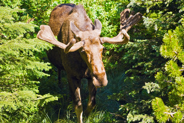 Moose