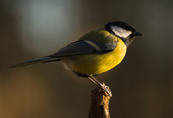 Parus major - Tit