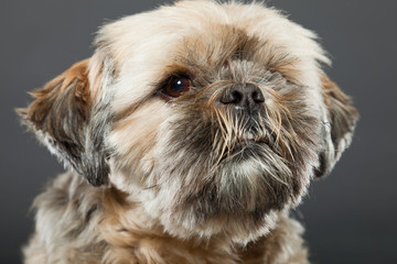 Shih tzu dog on dark grey background. Studio portrait.