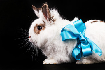 White fancy rabbit with a ribbon over black background
