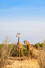 Free Giraffe in Kenya