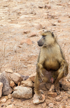 Baboon in Kenya