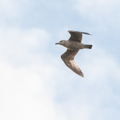 Obraz premium Flight