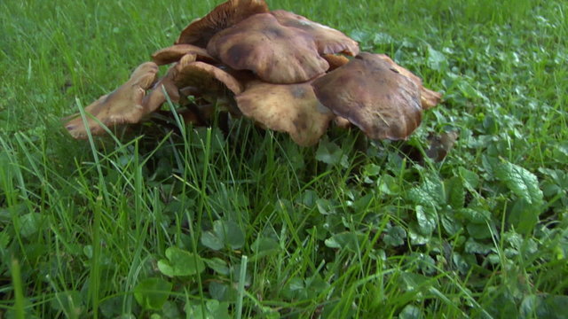 mushroom pan 03