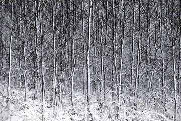 Fototapeta premium Forest in snow