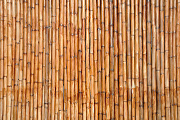 Bamboo trunk wood texture background