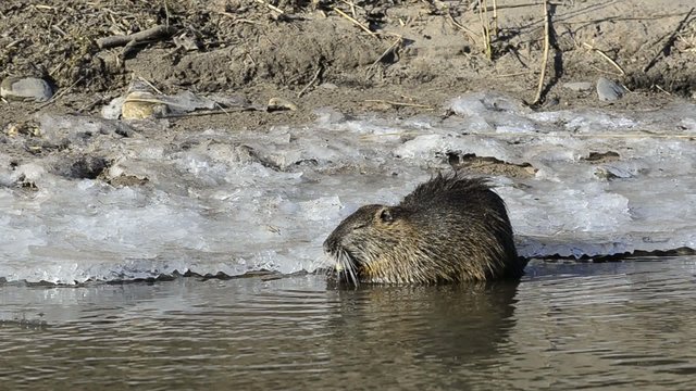 Nutria,Sumpfbiber