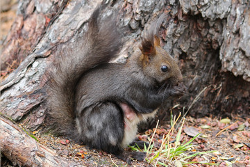 Naklejka na ściany i meble Squirrel gnawing nuts