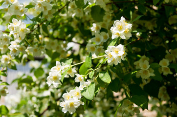 Obraz premium Flowering jasmin