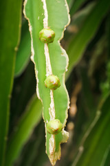 Flowers of the dragon fruit.                                ( Hy