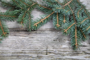 Christmas fir tree