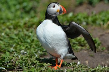 Macareux sortant de son trou