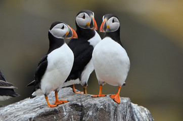 Macareux sur un rocher