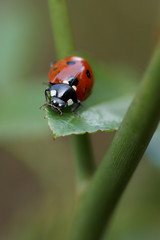 Fototapeta premium ladybug