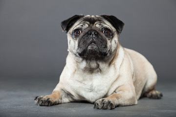 Obraz premium Pug dog on grey background. Studio shot.