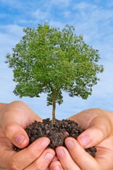 tree in hands