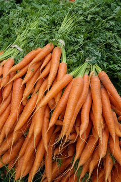 Carrots with green stalks and roots.