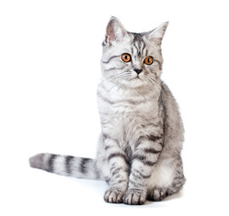 Obraz premium Scottish strite young cat