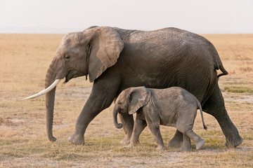 Fototapeta na wymiar Amboseli słonie