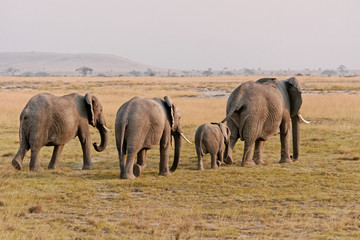 Fototapeta na wymiar Amboseli słonie
