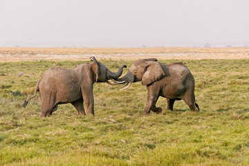 Naklejka na ściany i meble Amboseli słonie