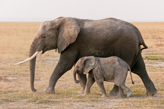 Fototapeta Amboseli elephants