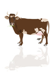 Dairy cow over white background.Vector illustration