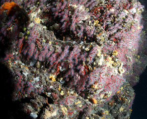 corallo rosso subacquea fondale marino