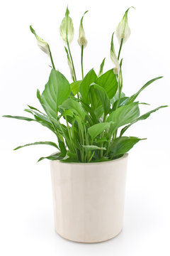 Spathiphyllum Flower