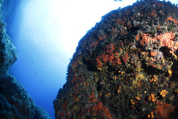 Fototapeta na wymiar koral czerwony dna