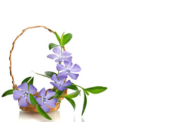 Beautiful blue periwinkle in the basket isolated on white